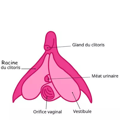 Journal des femmes - Anatomie du clitoris
