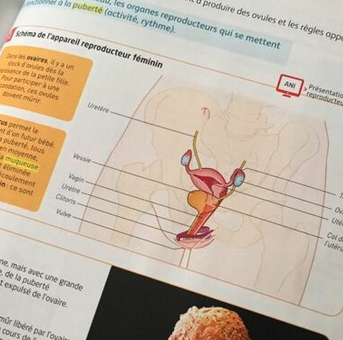Le clitoris en SVT